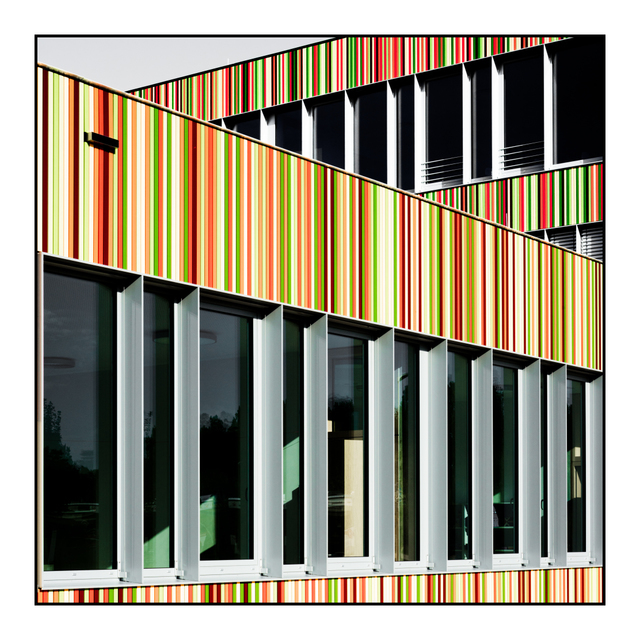 School of Stripes II - ID 008067