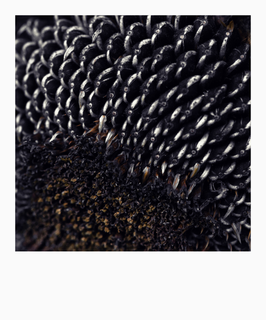 Dark Sunflower IV - ID 008093