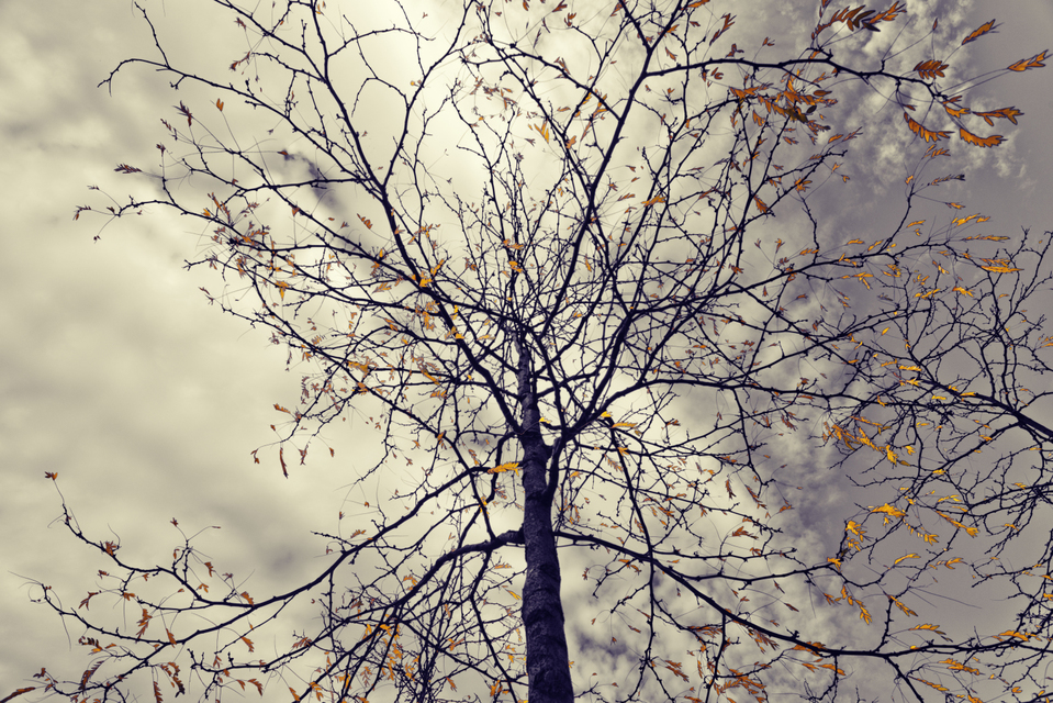 Last Yellow Leafs I - ID 008096