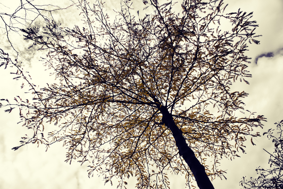 Filigree - ID 008098