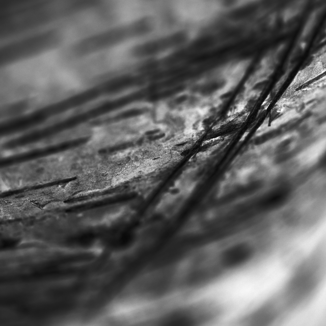 Birch Bark II - ID 008102