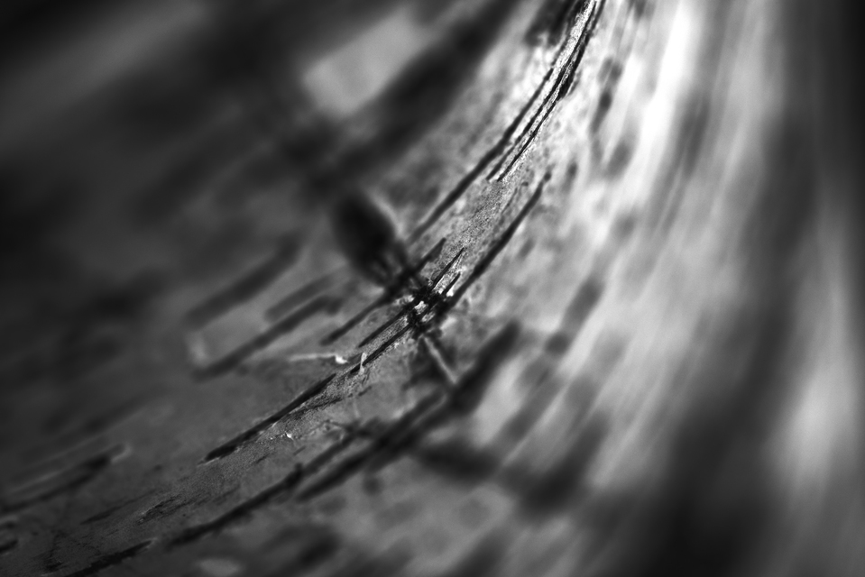 Birch Bark III - ID 008103