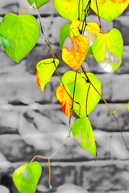 Leaf Art I - ID 008105