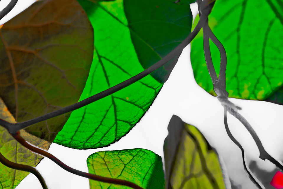 Leaf Art II - ID 008106