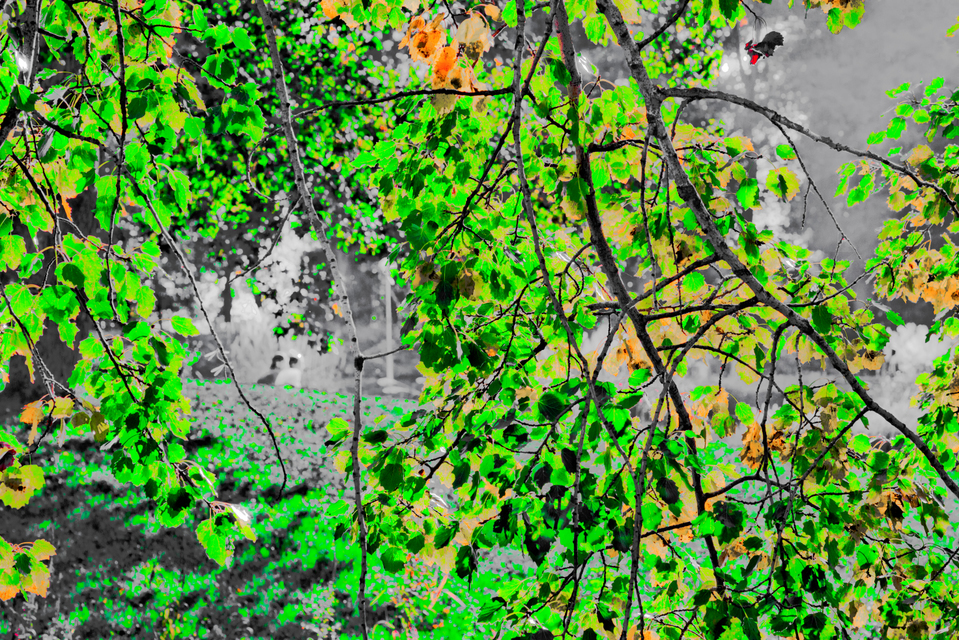 Autumn Couple II - ID 008109