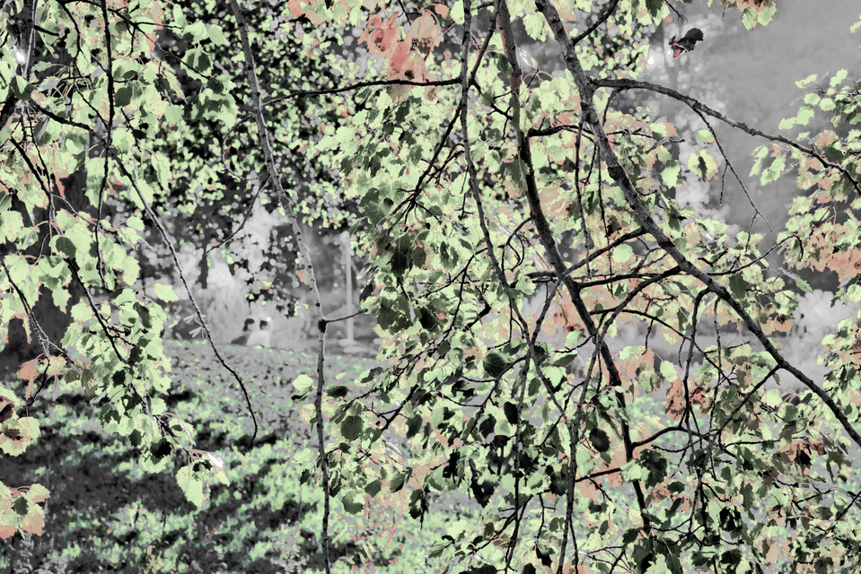 Autumn Couple III - ID 008110