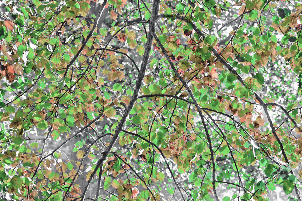 Autumn Shaded I - ID 008111