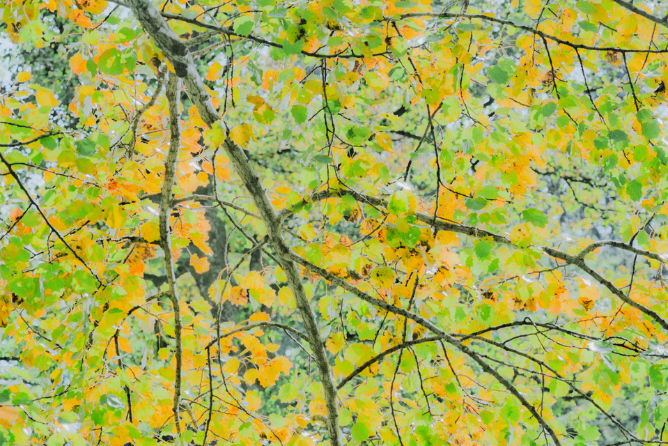 Autumn Shaded II - ID 008112