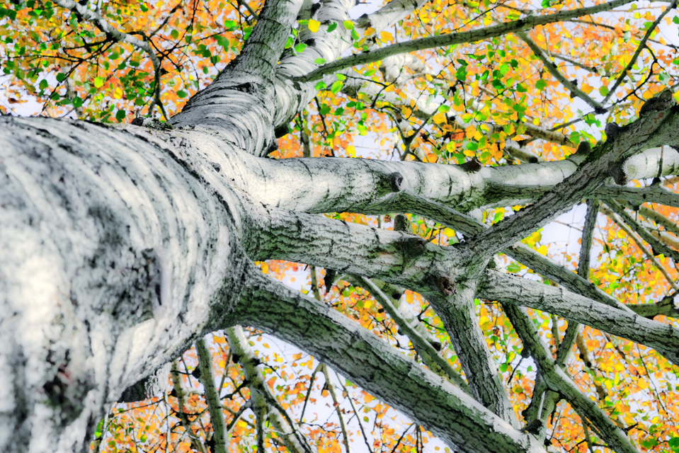 Upwards Autumn Tree I - ID 008113