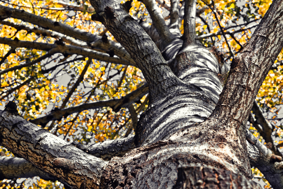 Upwards Autumn Tree III - ID 008115