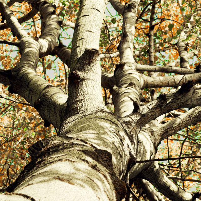 Upwards Autumn Tree IV - ID 008116