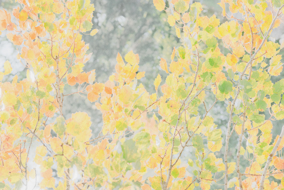 Bleached Autumn - ID 008117