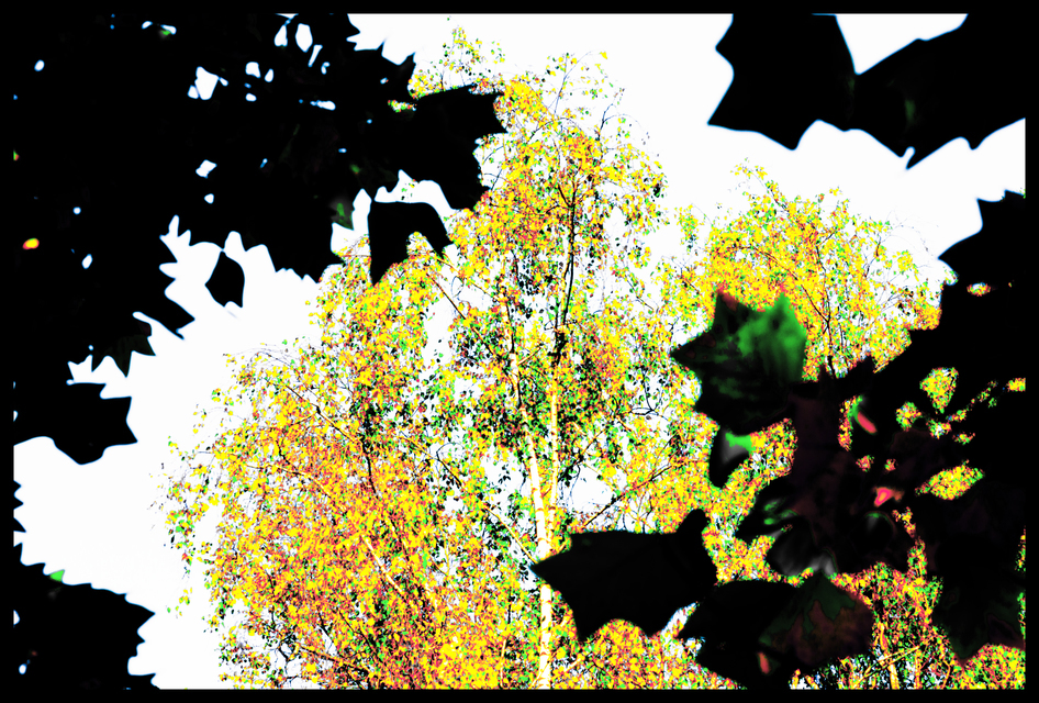 Frammed Autumn - ID 008119