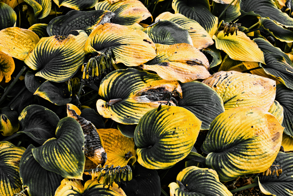 My Colored Leaves III - ID 008131