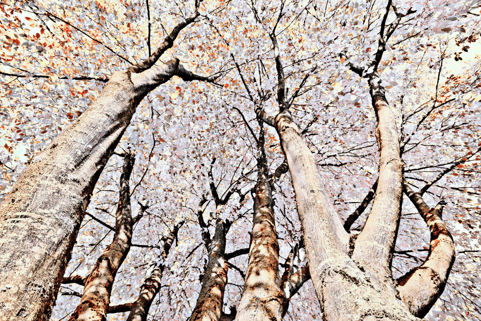 Tree Painting I - ID 008138