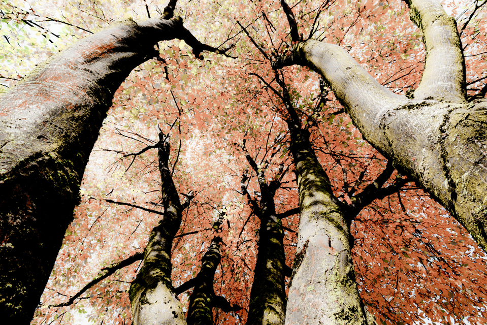 Tree Painting II - ID 008139