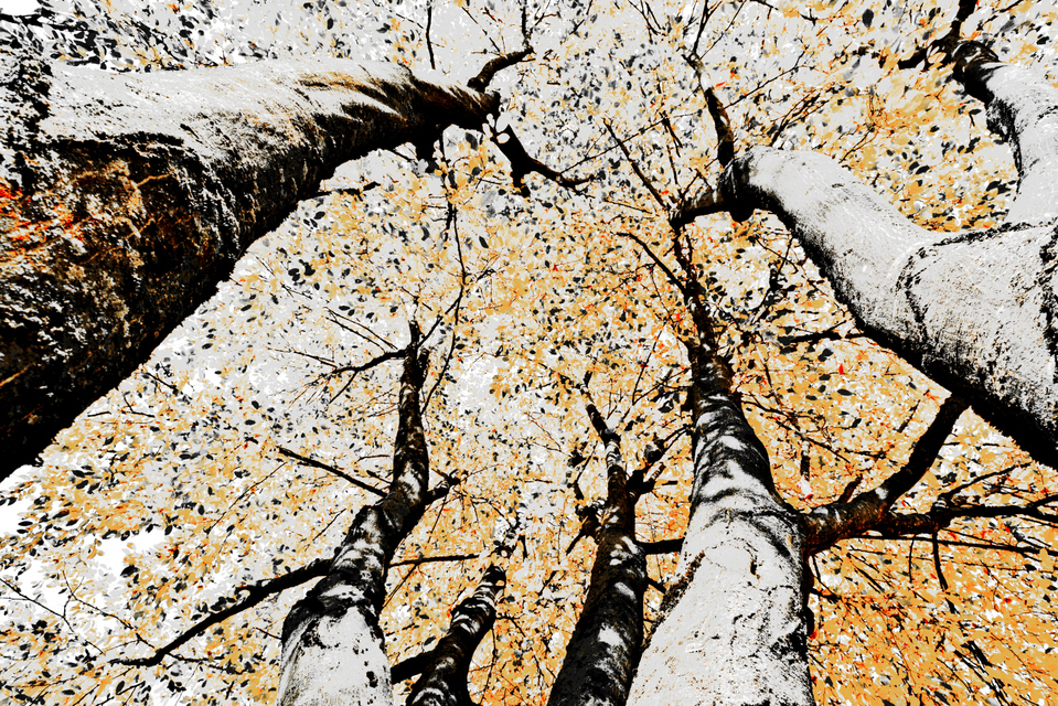 Tree Painting IV - ID 008141