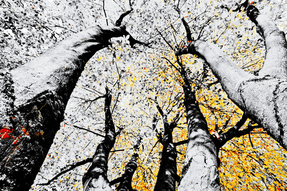 Tree Painting V - ID 008142