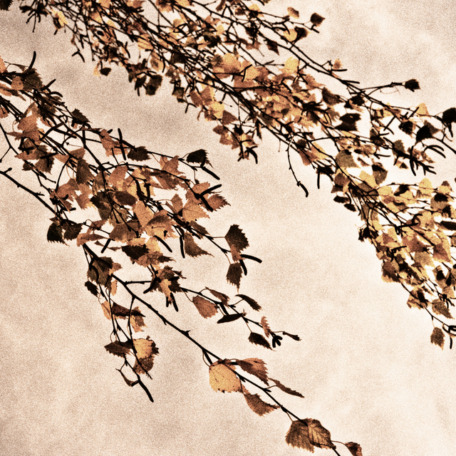 Autum Branch II - ID 008145