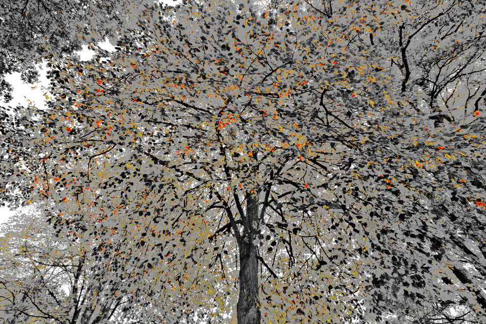 Last Color - ID 008147