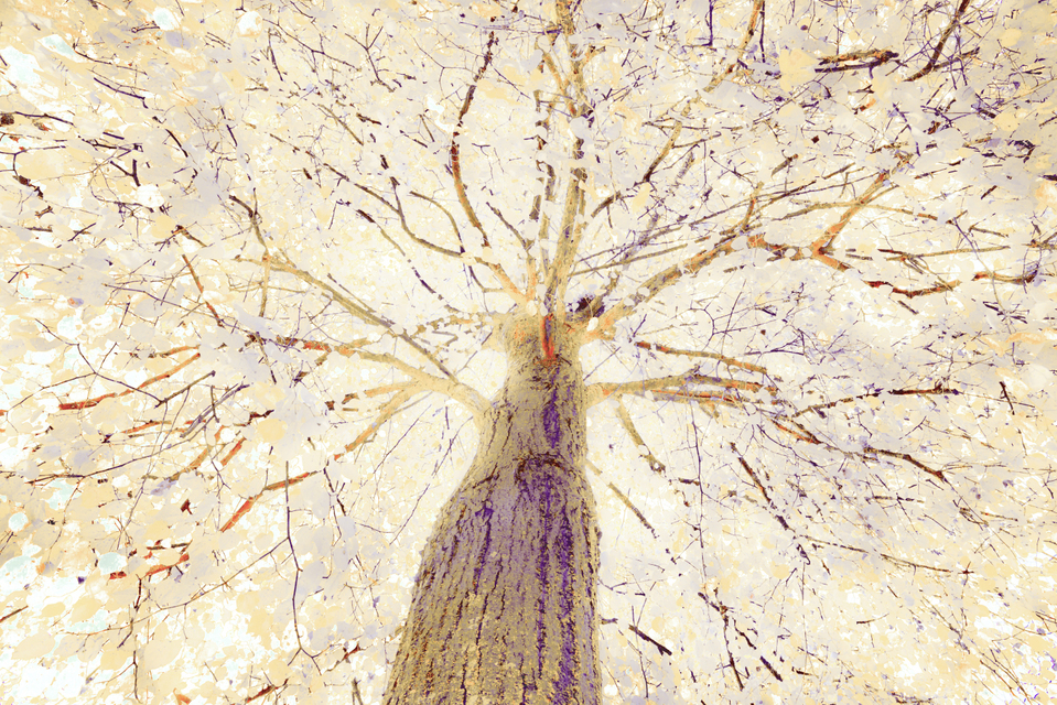 Bright Tree - ID 008149