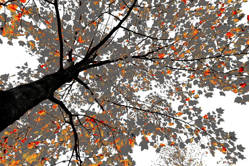 Red Orange Grey on White - ID 008166