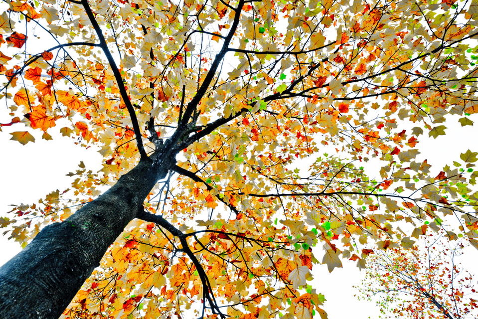 Red Orange Yellow on White - ID 008167