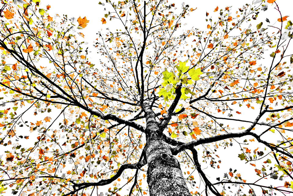 Orange Green Grey on White - ID 008169