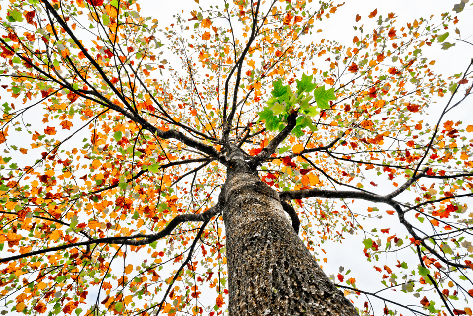 Red Orange Green White - ID 008170