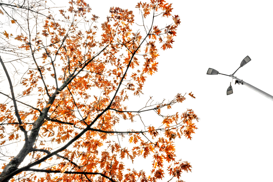 Two Trees - ID 008172