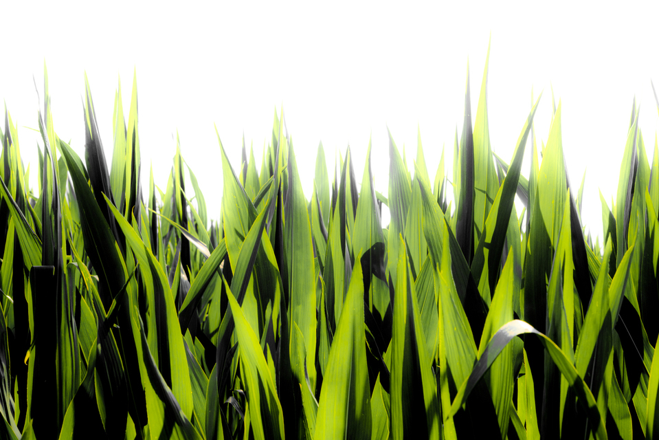 Bright Corn - ID 008197