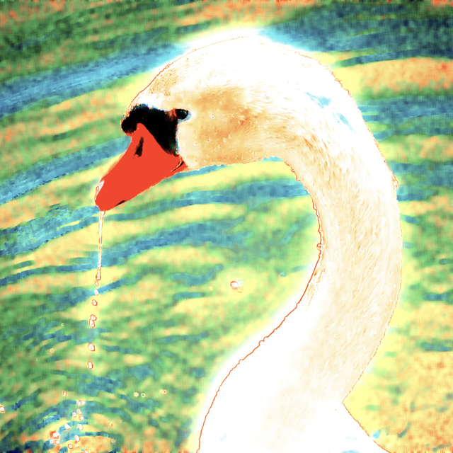 Swan - ID 008250