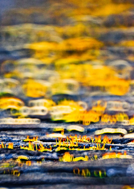 Moss on Wall II - ID 008281