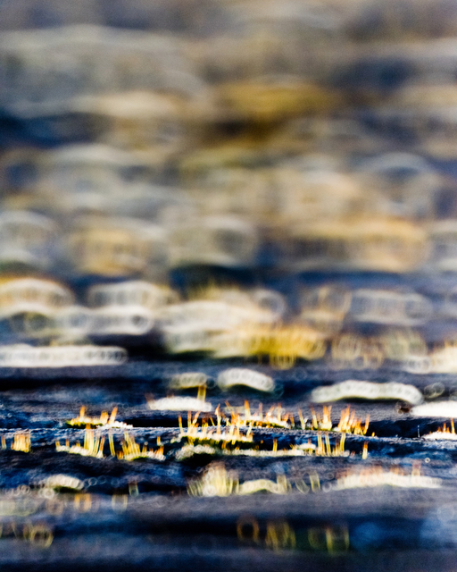 Moss on Wall III - ID 008282