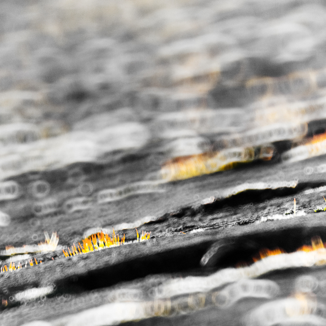 Moss on Wall IV - ID 008283