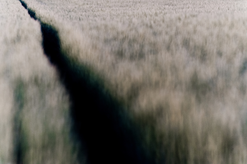 Path through the Field I - ID 008307