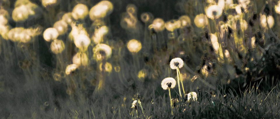 Dandelions I - ID 008309