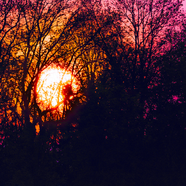 Sunset seen through Trees III - ID 008314