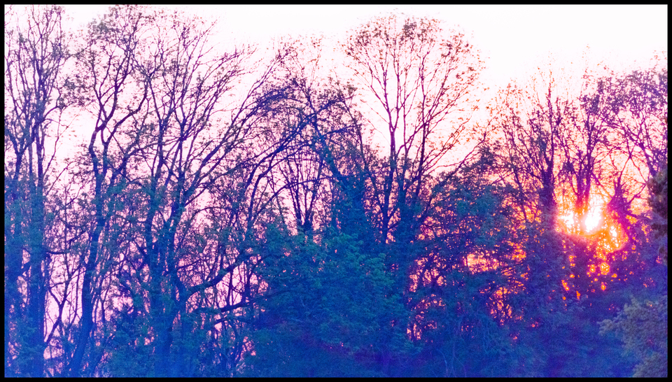 Sunset seen through Trees IV - ID 008315