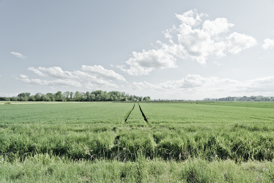 Through the Field - ID 008335