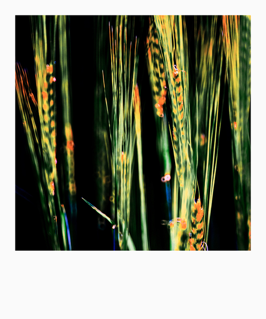 Colored Rye - ID 008337