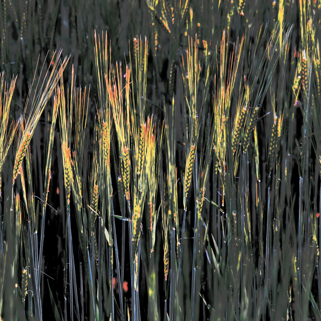 Colored Rye on Dark - ID 008338