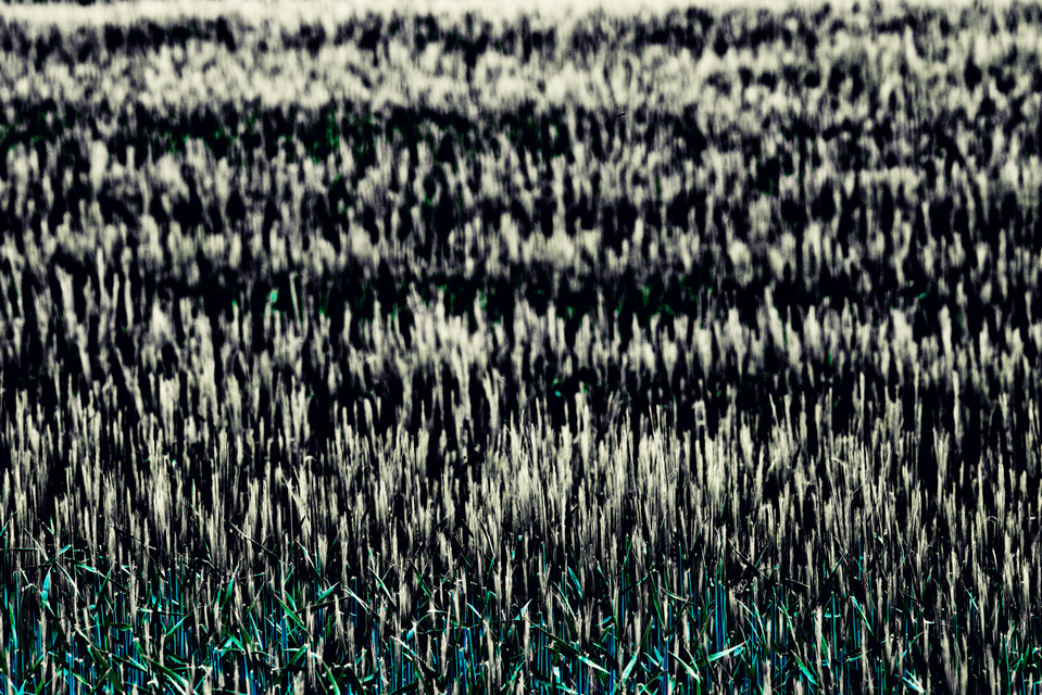 Rye Field II - ID 008343