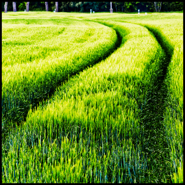 Rye Field V - ID 008346