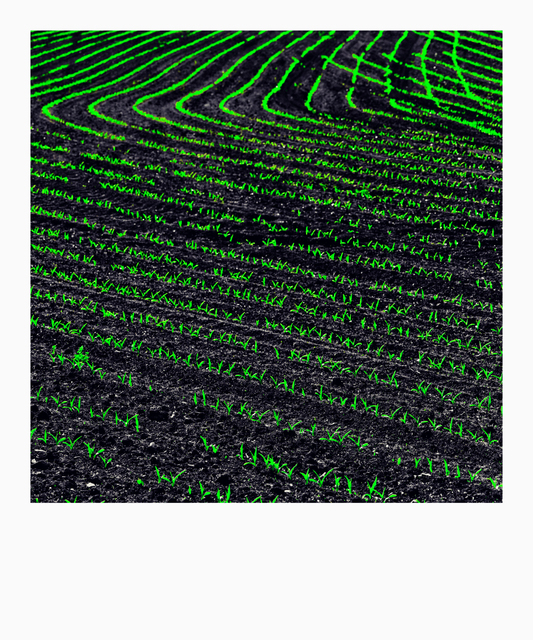 Fresh Green II - ID 008350