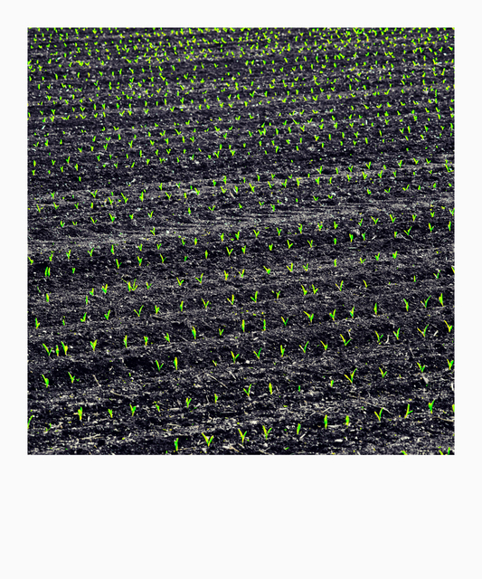 Fresh Green IV - ID 008352