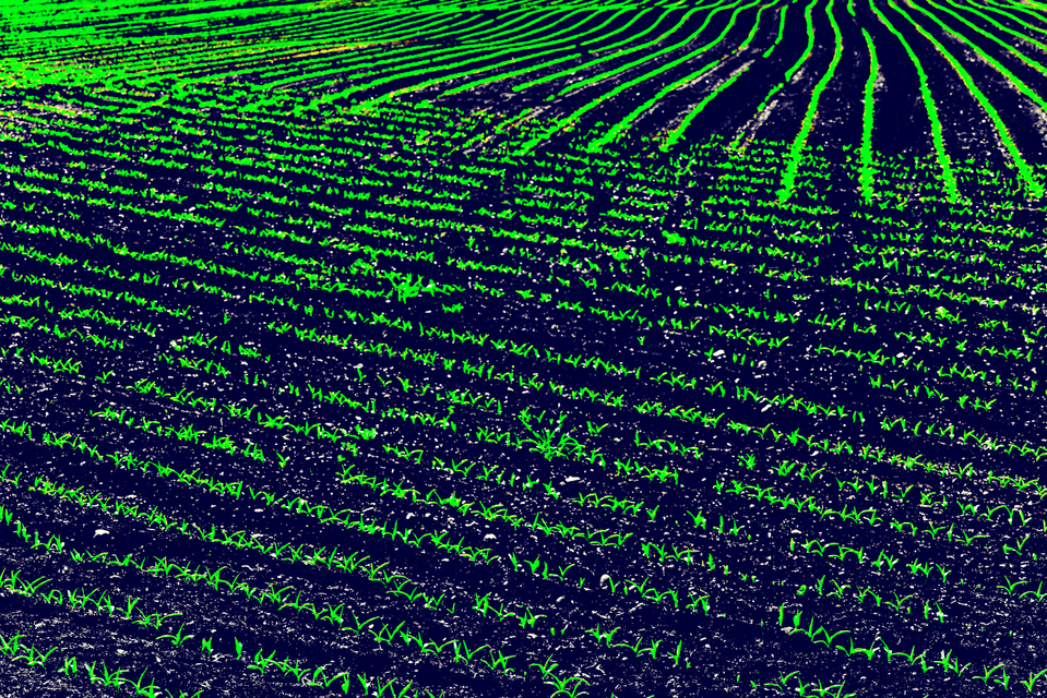 Green on Black I - ID 008354