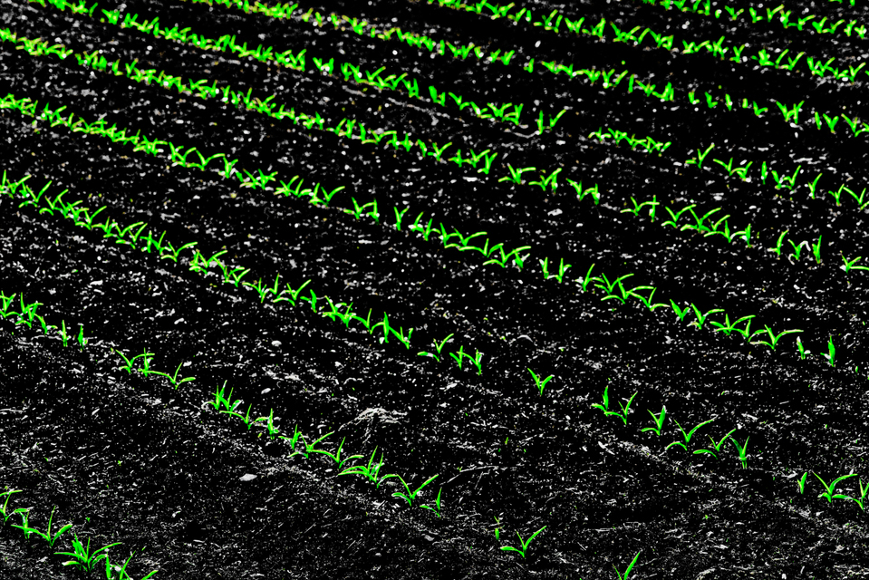 Green on Black II - ID 008355