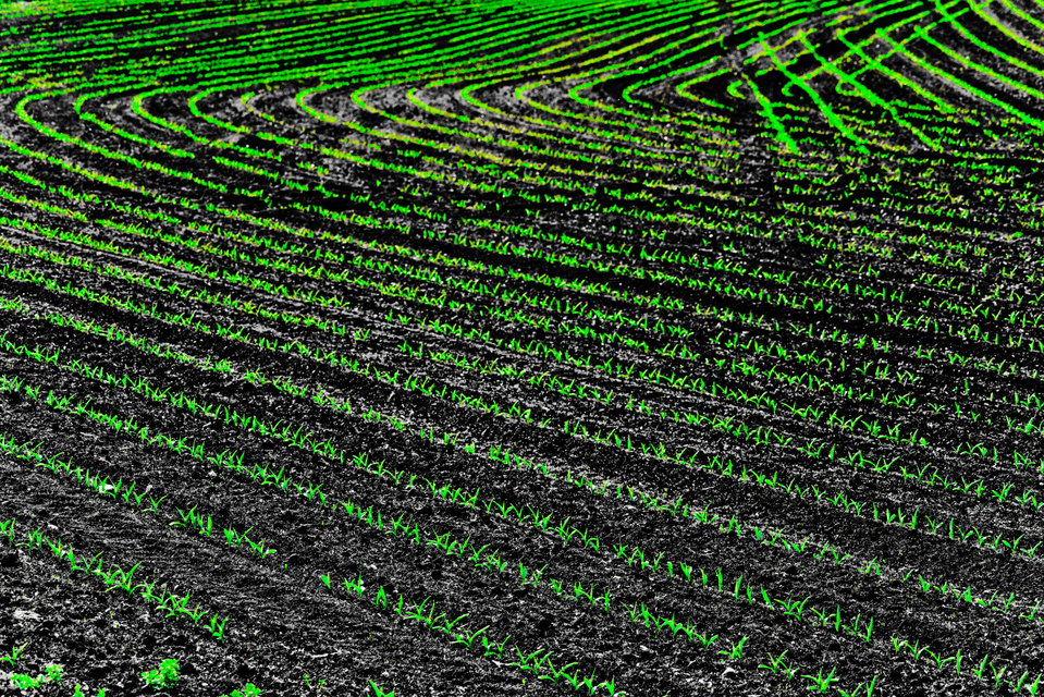 Green on Black III - ID 008356