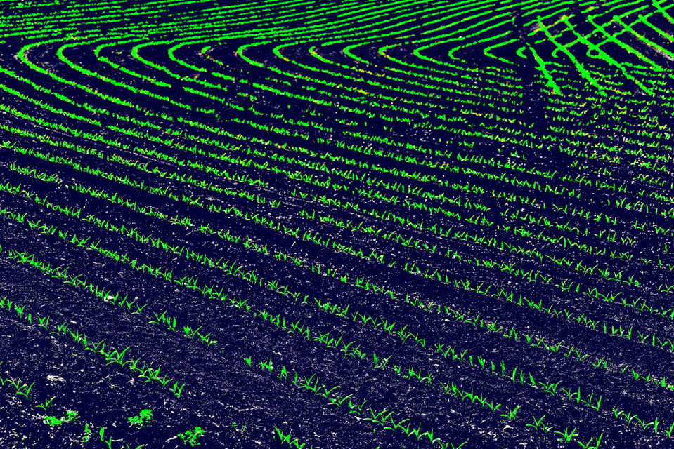 Green on Black IV - ID 008357